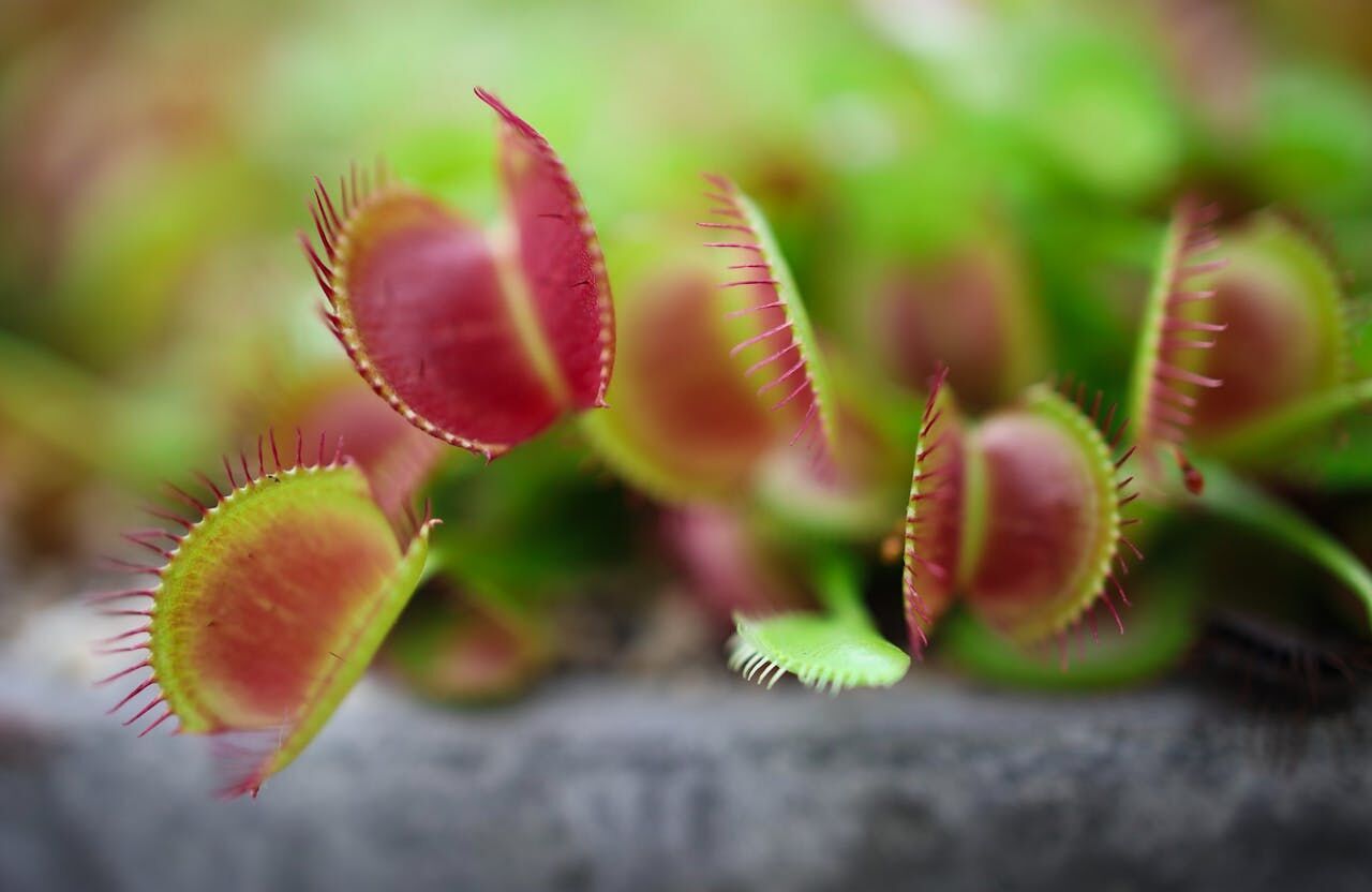 Japanese scientists find out secret of Venus flytrap’s deadly bite